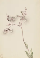 Blasenkraut Silene latifolia