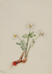 Blutwurz (Sanguinaria canadensis)