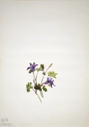 Blaue Akelei (Aquilegia saximontana)
