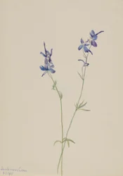 Blauer Rittersporn (Delphinium nuttallianum)