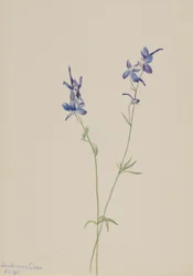 Blauer Rittersporn (Delphinium nuttallianum)