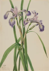 Blauflagge Iris Iris versicolor