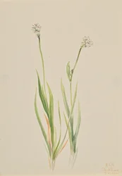 Moorlilie Tofieldia intermedia, 1920