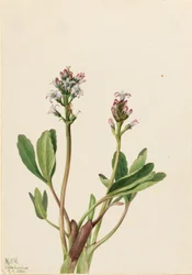 Fieberklee (Menyanthes trifoliata)