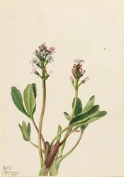 Fieberklee Menyanthes trifoliata, 1925