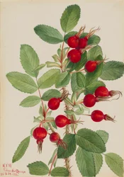 Bourgeau-Rose (Rosa bourgeauiana)