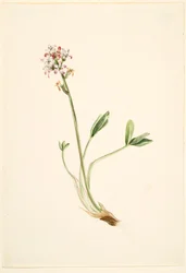 Fieberklee (Menyanthes trifoliata)