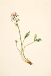 Fieberklee Menyanthes trifoliata
