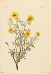 Busch-Fingerkraut Potentilla fruticosa, 1917
