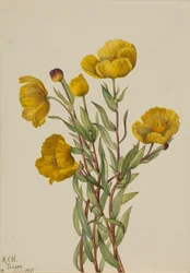 Buschmohn