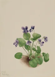 Schmetterlingsveilchen (Viola papilionacea)