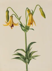 Kanadalilie Lilium canadense