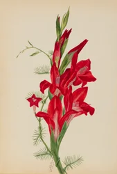 Cannas und Zypressenwinde (Canna-Arten und Ipomoea quamoclit)