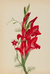Cannas und Zypressenwinde Canna-Arten und Ipomoea quamoclit, 1877