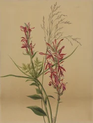 Kardinalblume Lobelia cardinalis, 1878