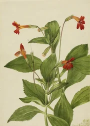 Kardinales Affenblume (Mimulus cardinalis)