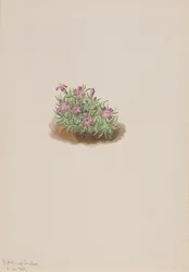 Teppich Pink Silene acaulis, 1905