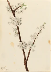 Chickasaw-Pflaume (Prunus angustifolia)