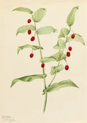 Umfassender gedrehter Stängel Streptopus amplexifolius, 1916