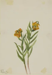 Kolumbianische Lilie (Lilium columbianum)