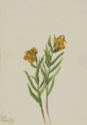 Columbia-Lilie Lilium columbianum, 1925