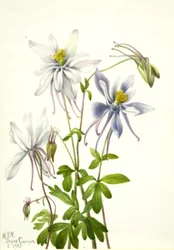 Akelei Aquilegia ecalcarata