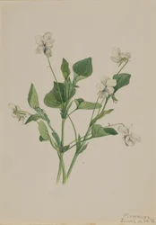 Cremeviolette Viola striata, 1918