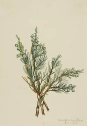 Kriechender Wacholder (Juniperus horizontalis)