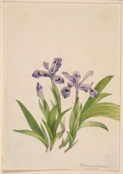 Kamm-Schwertlilie (Iris cristata)
