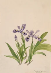 Gefranste Schwertlilie Iris cristata, 1918