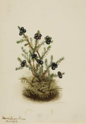 Krähenbeere Empetrum nigrum