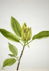 Gurkenbaum (Magnolia scuminata)