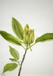 Gurkenbaum Magnolia scuminata, 1938