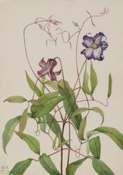Gewundene Clematis (Clematis crispa)