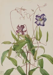 Lockige Clematis Clematis crispa, 1925