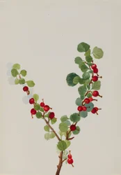 Johannisbeere unvollendet Ribes-Art, n.d.