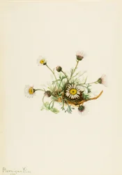 Gefiedertes Berufkraut (Erigeron compositus)