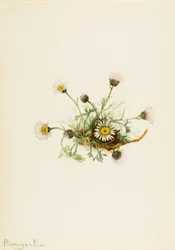 Schlitzblättriges Berufkraut Erigeron compositus, 1916