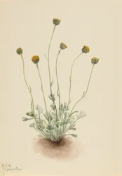 Geschnittenes Blatt Flohkraut Erigeron compositus nudus