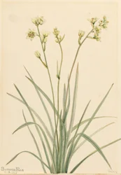 Todeskamas (Zygadenus elegans)