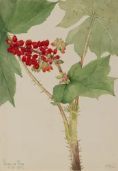 Teufelskeule (Echinopanax horridum)