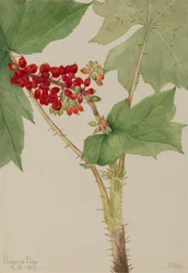 Teufelsklub Echinopanax horridum, 1917