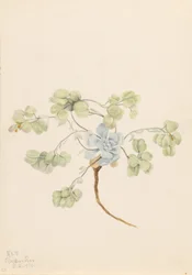 Doppel-Blasenschote (Physaria didymocarpa)