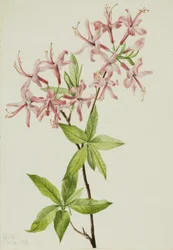 Flaumige Pinxterblüte (Azalea rosea)