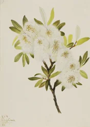 Drummond-Weide Salix drummondiana