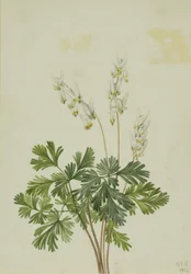 Holländerhosen (Bikukulla cucullaria)
