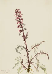 Elefantenkopf Pedicularis groenlandica, 1916
