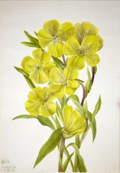 Nachtkerze (Oenothera)