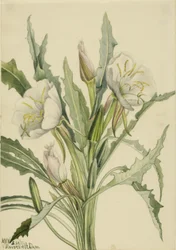 Nachtkerze (Pachyoplus hirsutus)