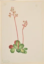 Immergrüne Steinbrech (Leptarrhena pyrolifolia)